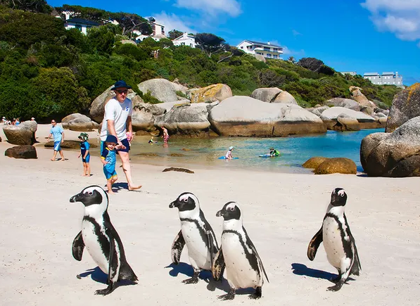 Penguin Colony